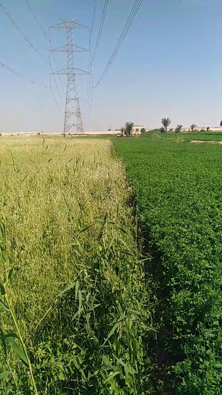 استغاثة أهالي أولاد الشيخ وزاوية الجدامي